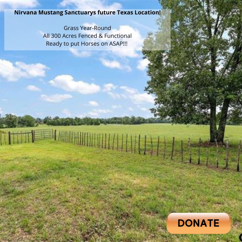 Donate to Purchase 300 Acres of Lush Sanctuary Land Nirvana Mustang
