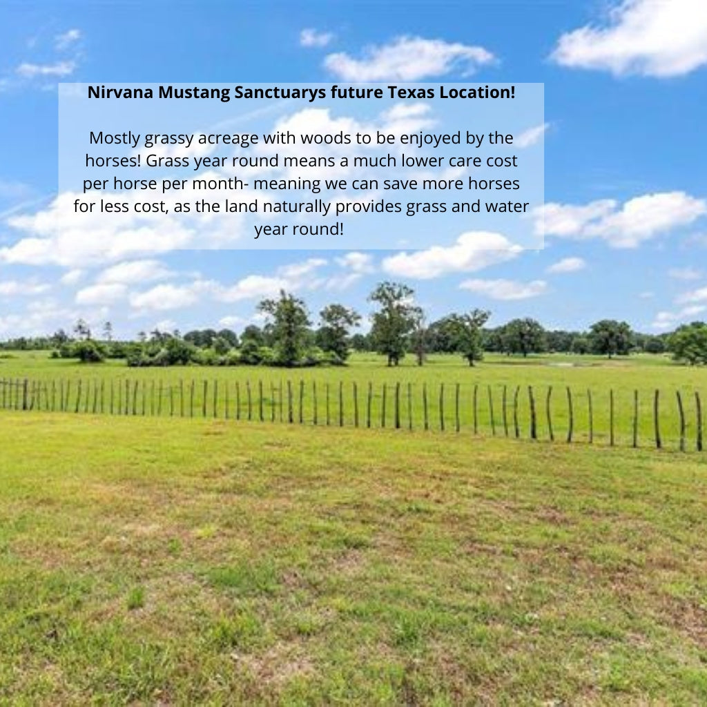 Donate to Purchase 300 Acres of Lush Sanctuary Land Nirvana Mustang