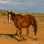 Load image into Gallery viewer, Fox the Alpine Mare