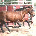 Load image into Gallery viewer, Surprise Gelding of Sand Wash Basin (Name TBD by Sponsors!)