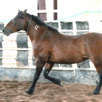 Load image into Gallery viewer, Surprise Gelding of Sand Wash Basin (Name TBD by Sponsors!)