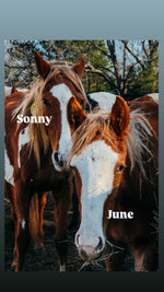 Load image into Gallery viewer, February 2026 Bowie Auction Rescues
