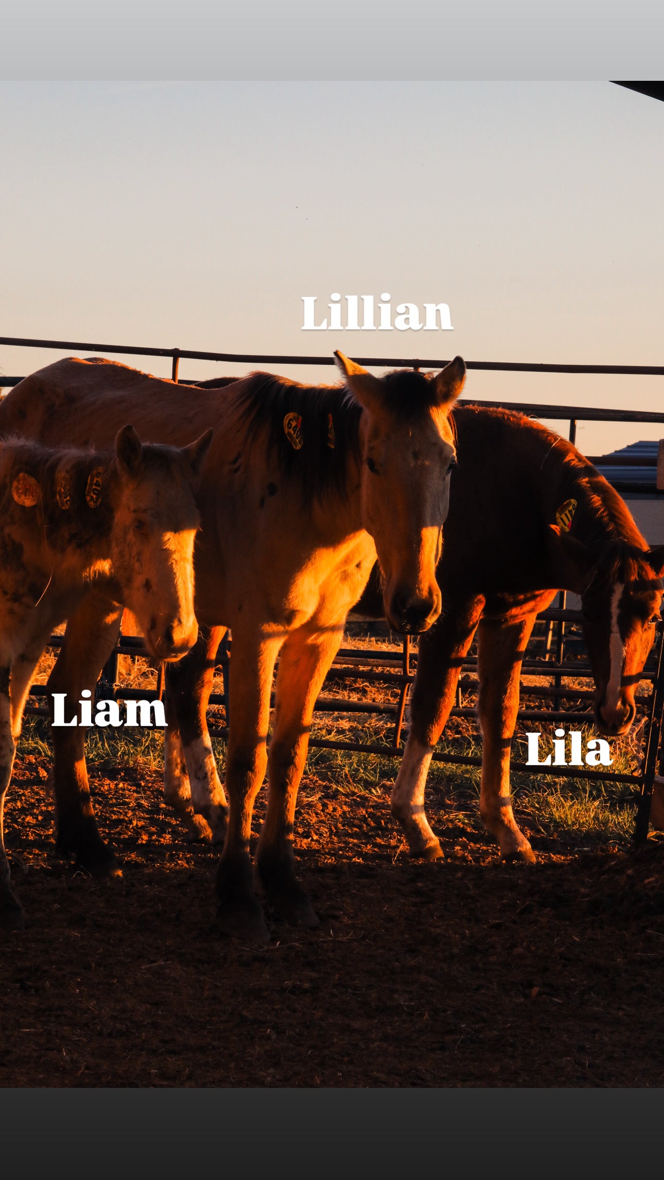 $4,000 still needed in Monthly Sponsorships for November Auction Rescues!