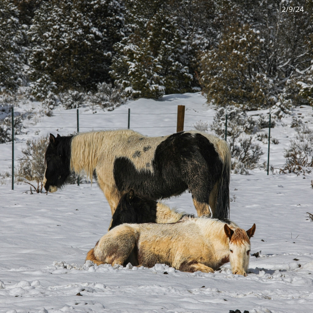 Primrose the South Steens Filly