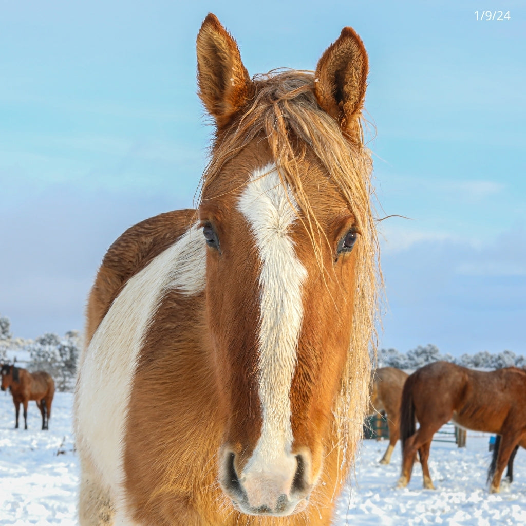 Petunia the South Steens Mare