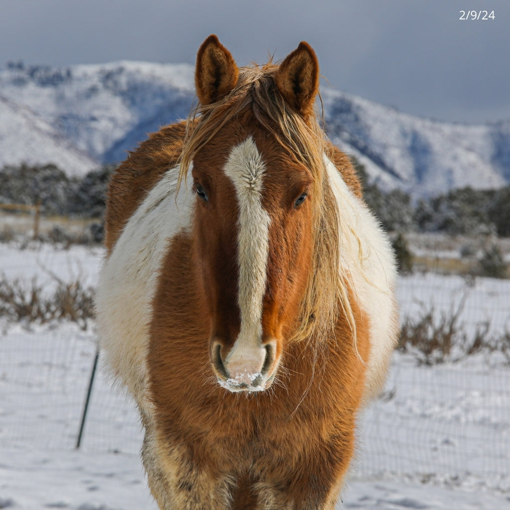 Petunia the South Steens Mare