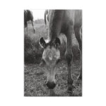 Load image into Gallery viewer, "A Star is Born" Canvas
