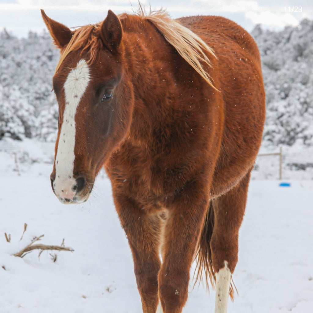 Alex the Alpine Colt