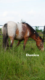 Load image into Gallery viewer, Want to stay connected with one of these lucky horses?!
