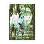 Load image into Gallery viewer, "Curiously Quiet" Canvas
