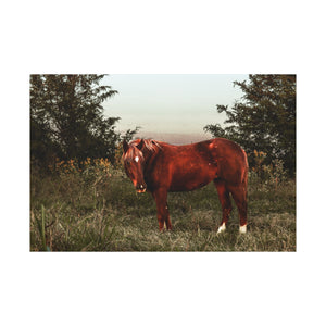 "Ember in the Field" Canvas