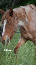 Load image into Gallery viewer, Want to stay connected with one of these lucky horses?!
