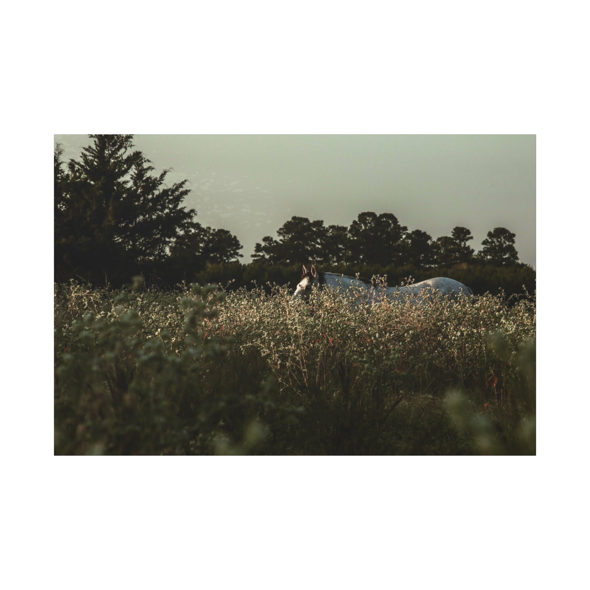"The Watcher of the Field" Canvas