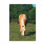 Load image into Gallery viewer, "Golden and Glowing Amongst the Oaks" Canvas
