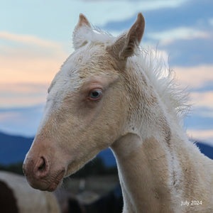 Cielo the Reservation Filly