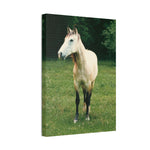 Load image into Gallery viewer, "Golden Stillness" Canvas
