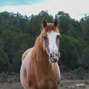 Cinder the Warm Springs Reservation Mare