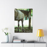 Load image into Gallery viewer, "Steely Dan" Canvas
