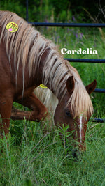 Load image into Gallery viewer, Want to stay connected with one of these lucky horses?!
