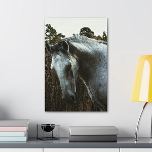 "White Horse" Canvas