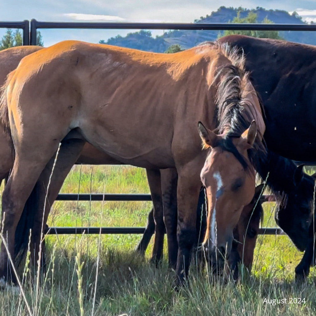 Cricket the Alpine Mare