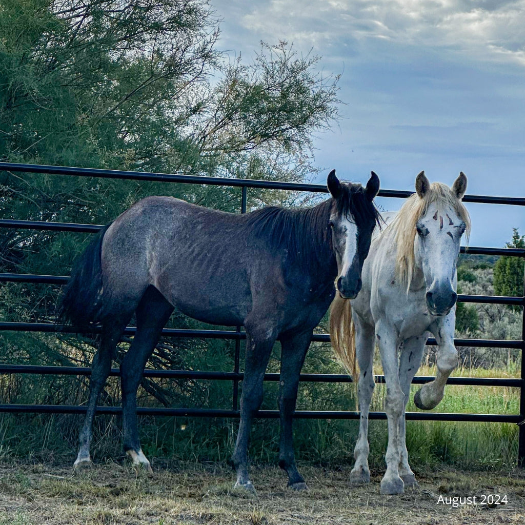 Nova the Alpine Mare