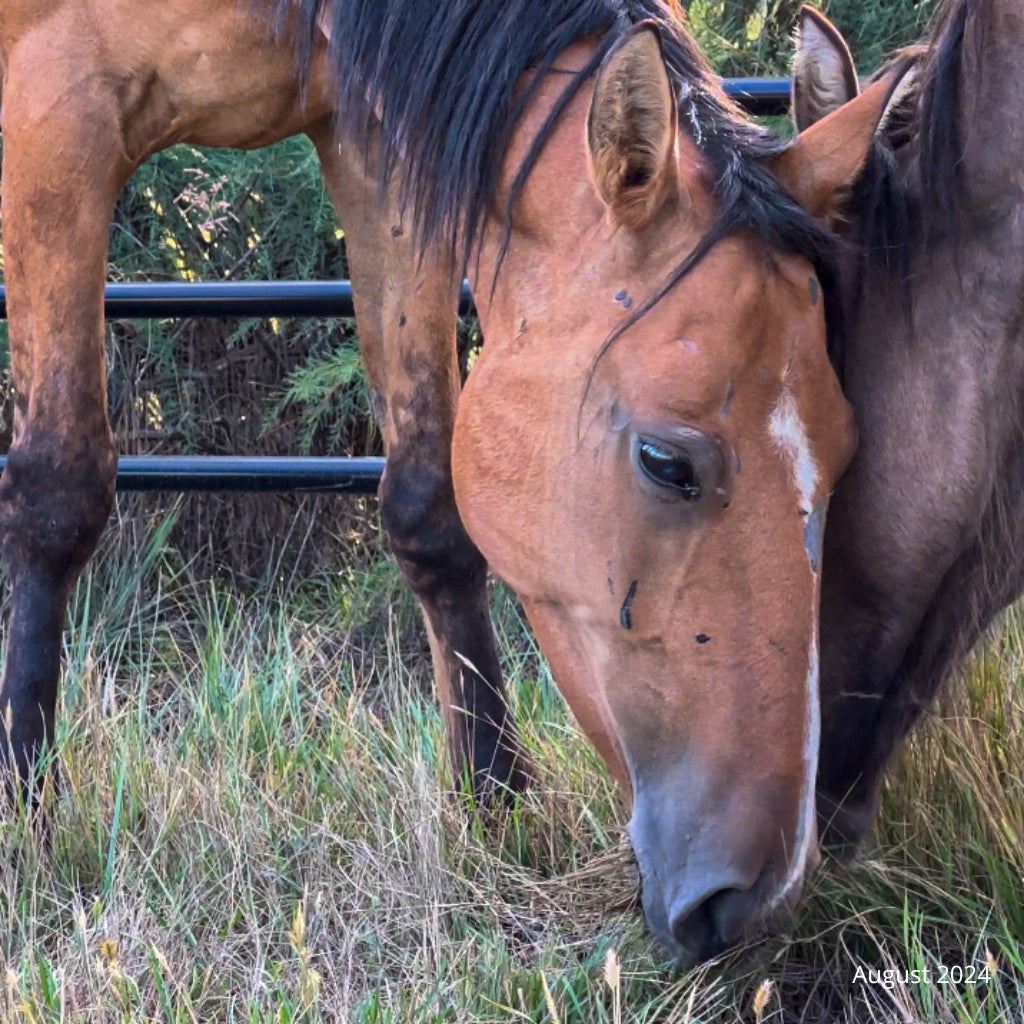 Cricket the Alpine Mare