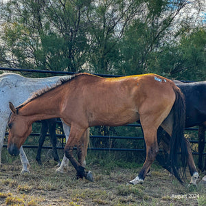 Cricket the Alpine Mare