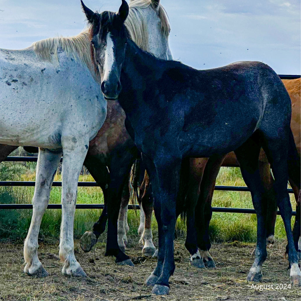 Symphony the Alpine Mare