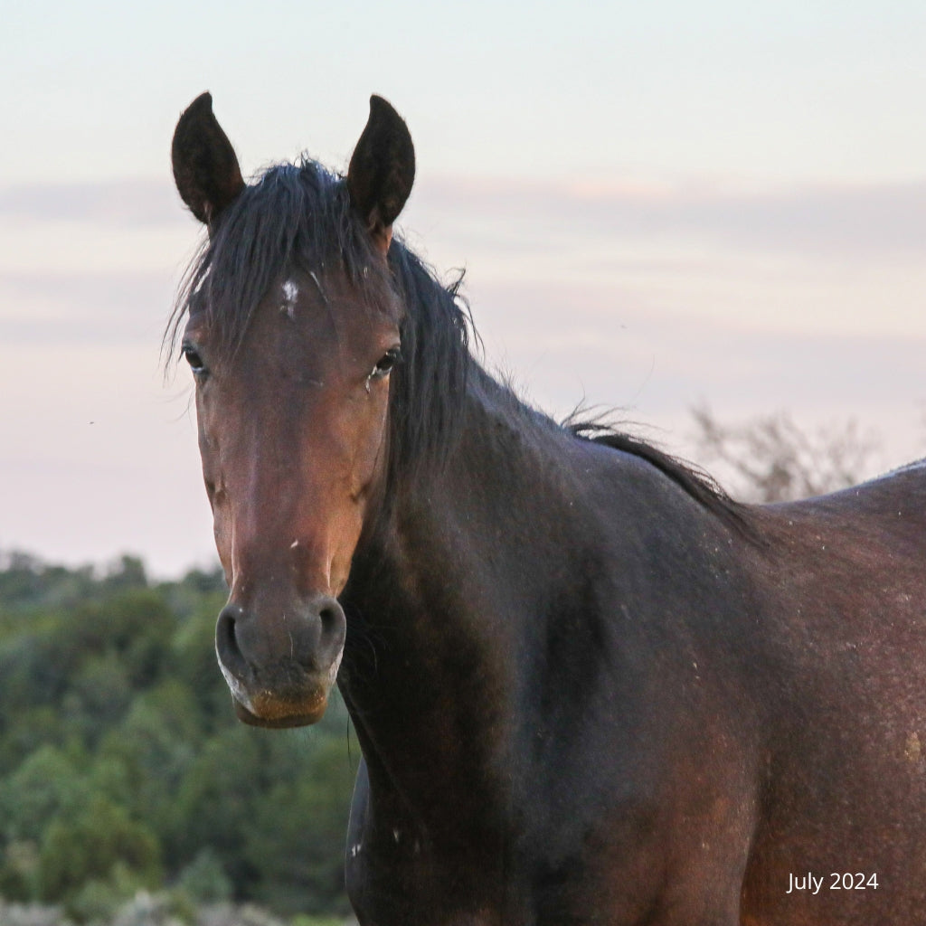 Silky the Alpine Mare