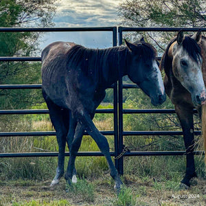 Symphony the Alpine Mare