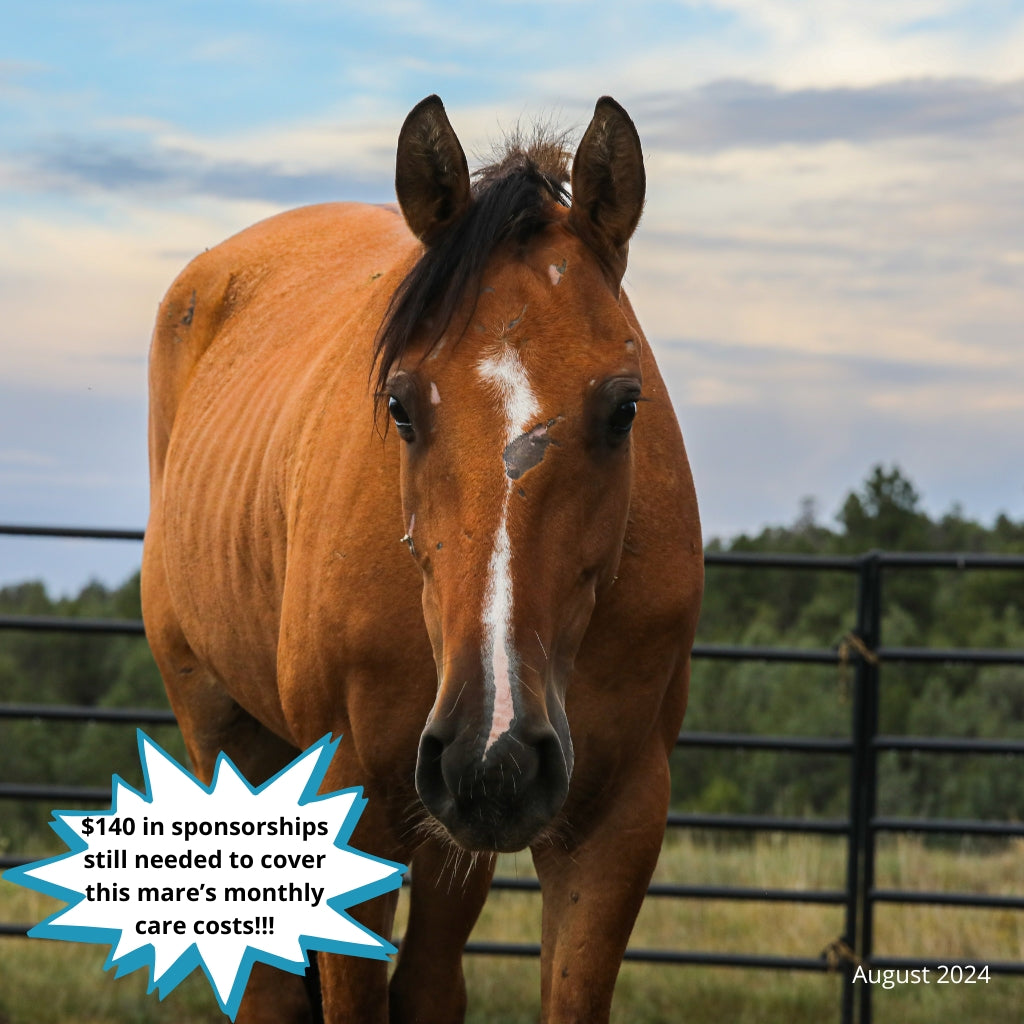 Cricket the Alpine Mare