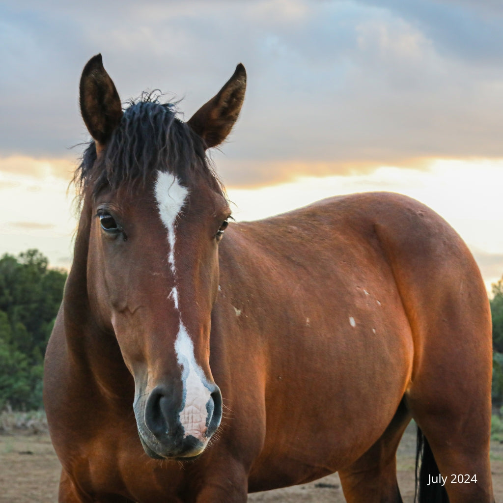 Swan the Alpine Mare