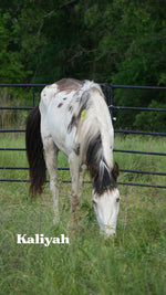 Load image into Gallery viewer, Want to stay connected with one of these lucky horses?!
