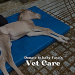 Load image into Gallery viewer, $0 raised out of $5,000 needed for Baby Faye's Vet Care
