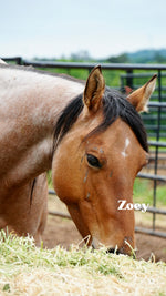 Load image into Gallery viewer, Want to stay connected with one of these lucky horses?!
