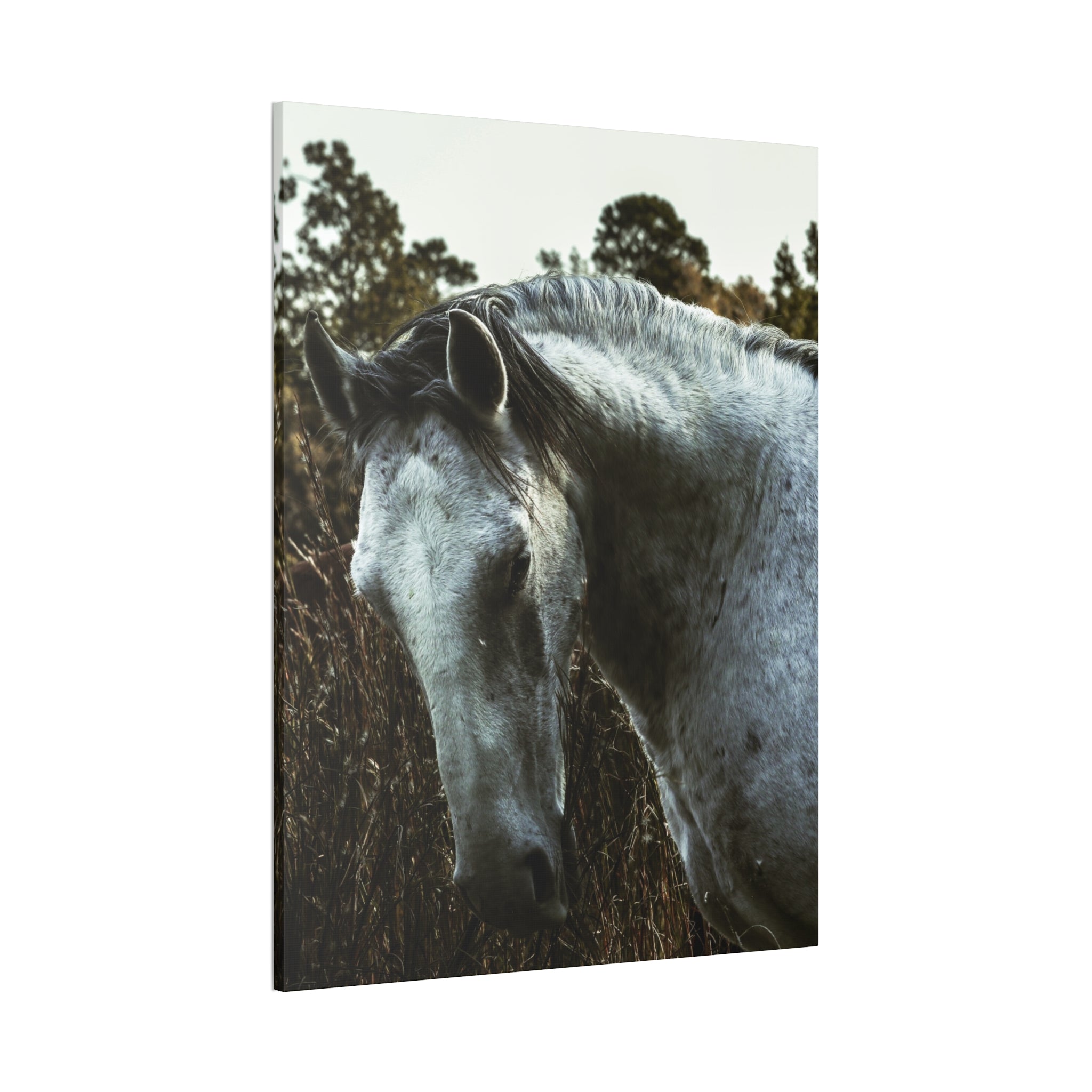 "White Horse" Canvas