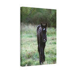 Load image into Gallery viewer, "Indigo's First Steps" Canvas

