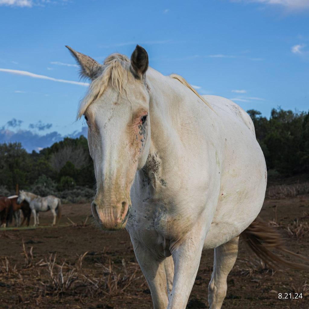 Yang the Reservation Mustang