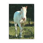 Load image into Gallery viewer, "Where the Light Finds Him" Canvas
