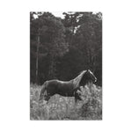Load image into Gallery viewer, "Ely-Beneath the Wild Light" Canvas
