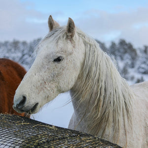 Winter Hay Fund!