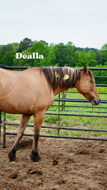 Load image into Gallery viewer, Want to stay connected with one of these lucky horses?!
