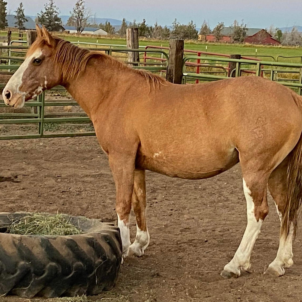 Cinder the Warm Springs Reservation Mare