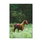 Load image into Gallery viewer, "Painted in the Sunlight" Canvas

