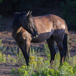 Load image into Gallery viewer, Bear the Alpine Gelding
