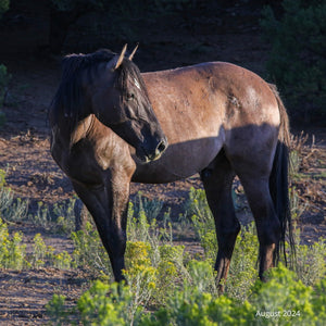 Bear the Alpine Gelding