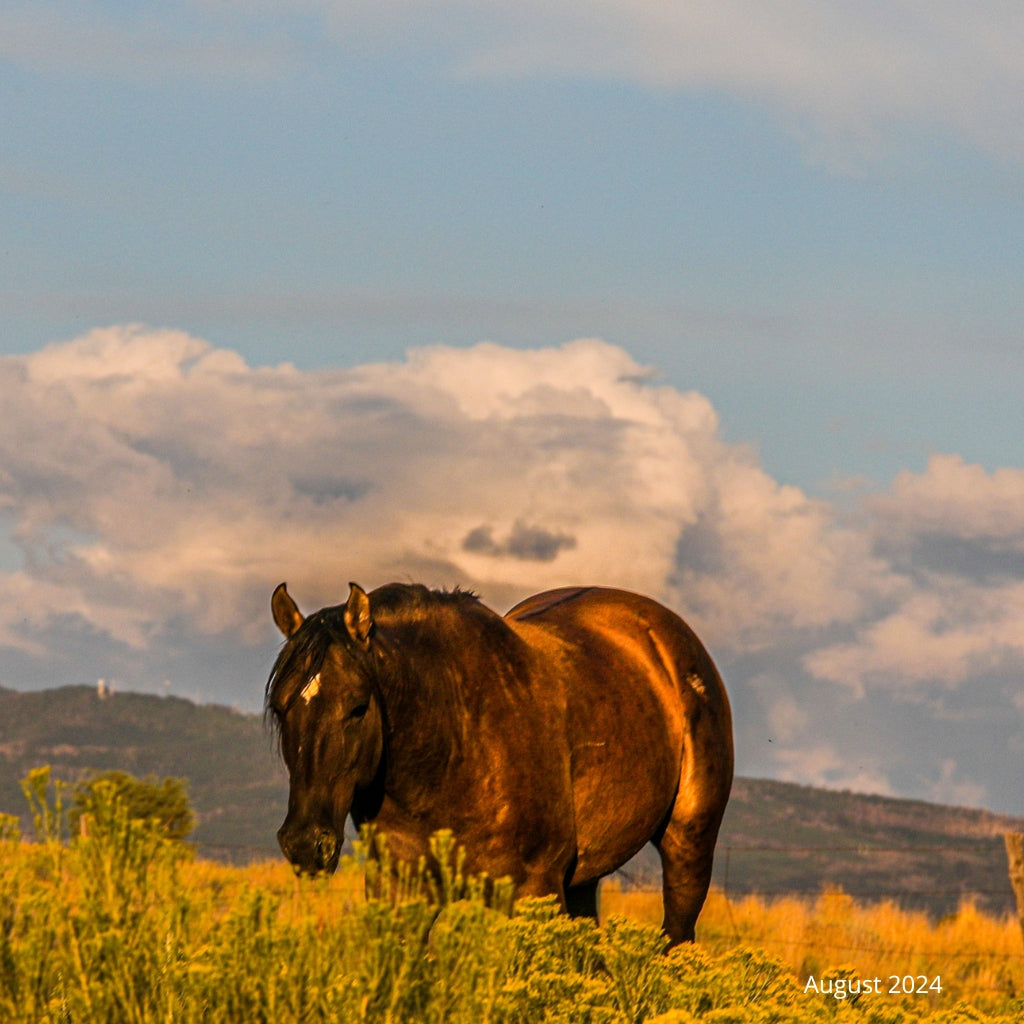 Bear the Alpine Gelding