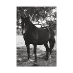 Load image into Gallery viewer, "Ghost in the Shadows" Canvas
