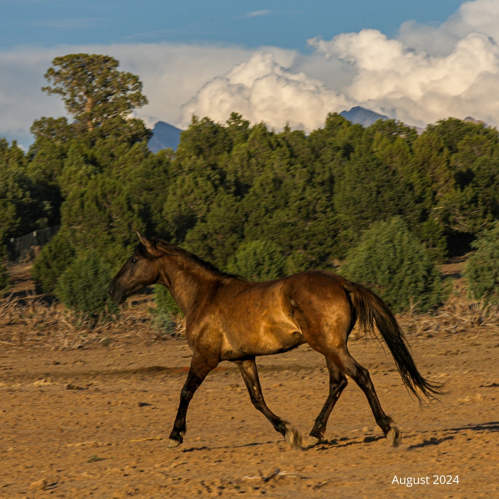 Bear the Alpine Gelding